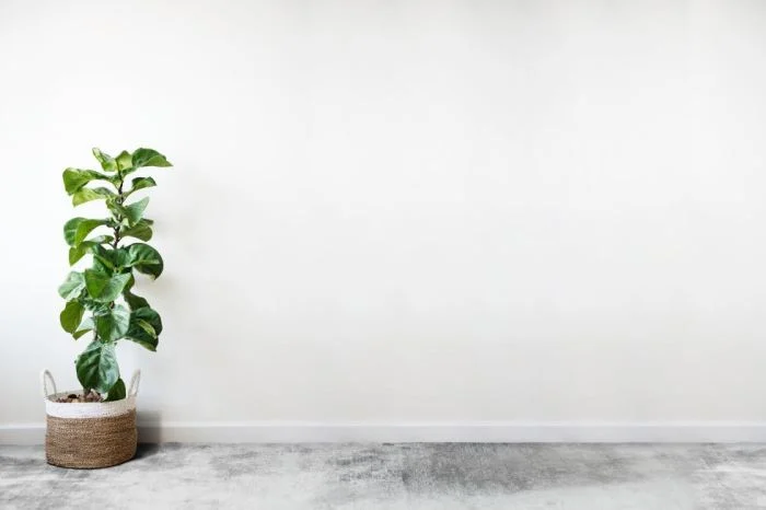 Minimalist plants ใน